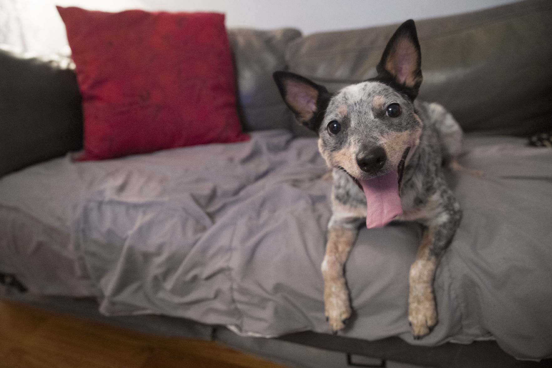 Rescue dog